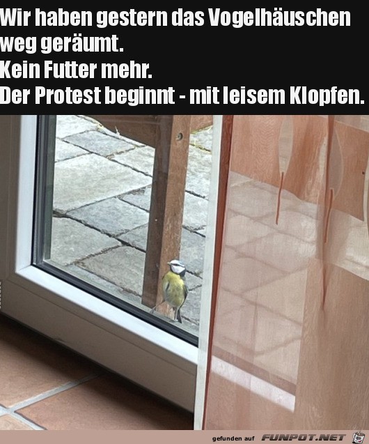 Vogel protestiert