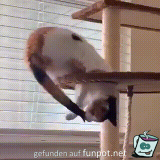 Katze spielt mit eigenem Schwanz