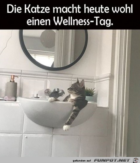 Katze hat Wellness-Tag