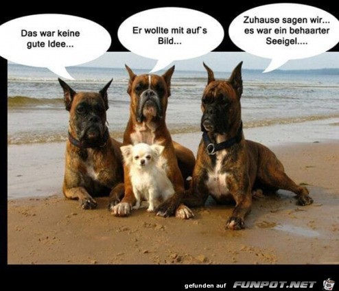 Lustige Hunde