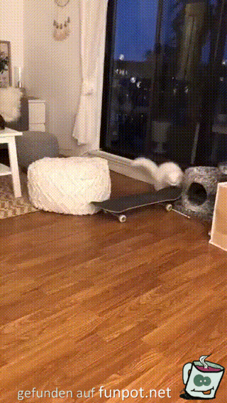 Katze rollt auf Skateboard