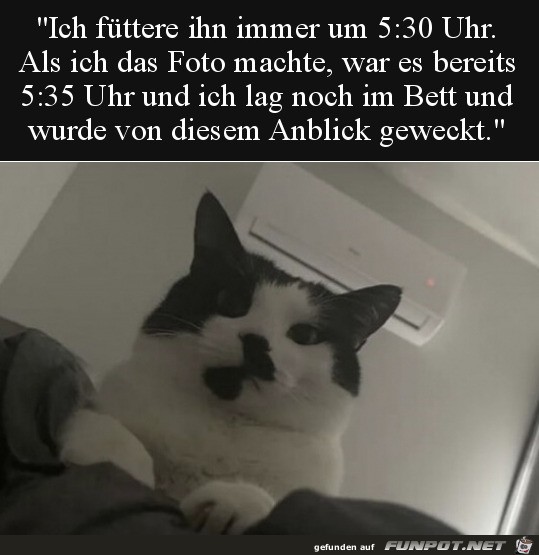 Du bist zu spt