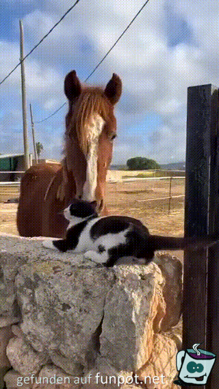 Katze und Pferd
