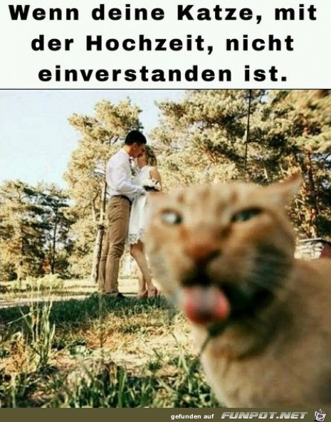 Katze ist nicht einverstanden