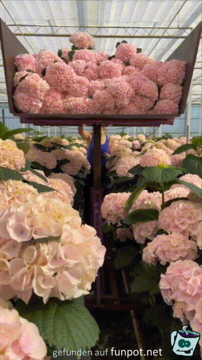 Wunderschöne Hortensienblüten