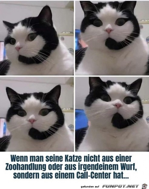 Callcenter-Katze