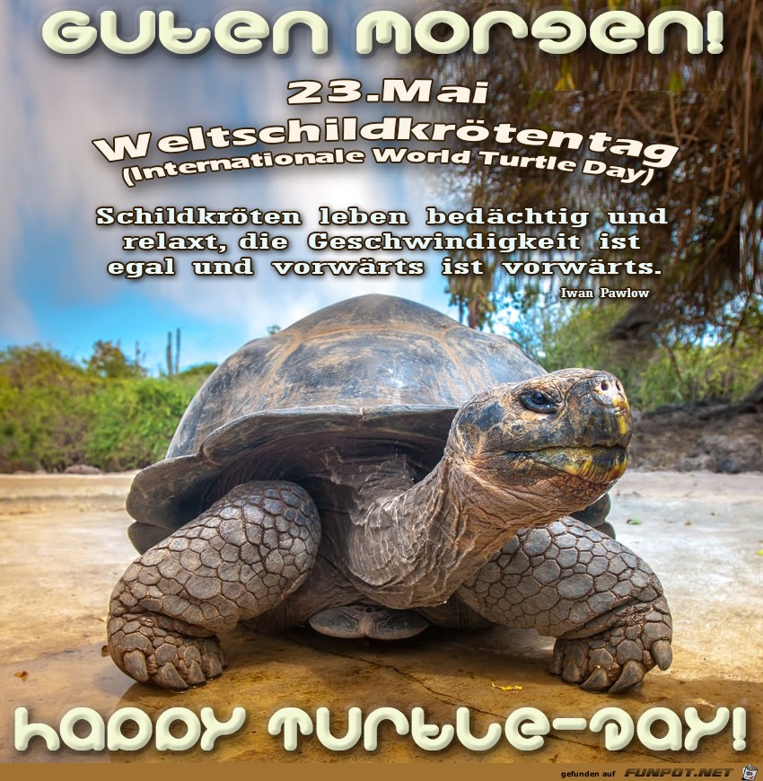 Weltschildkrtentag