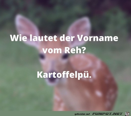 Vorname vom Reh