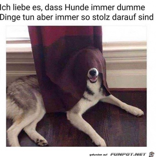 Hund hat sich versteckt