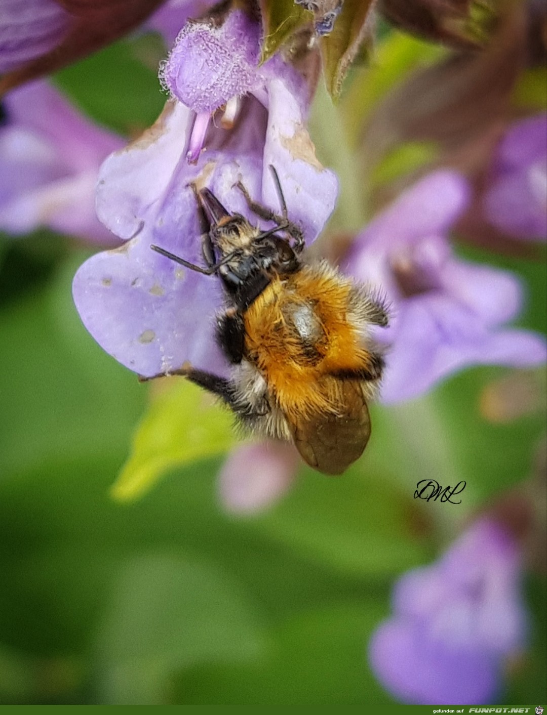 Biene auf Blume 