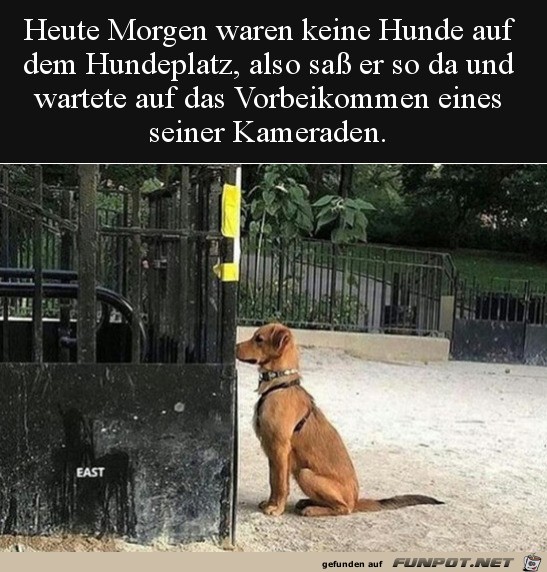 Hund wartet