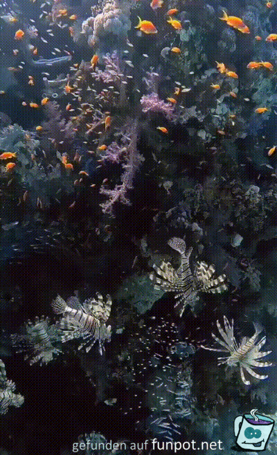 Traumhafte Unterwasserwelt