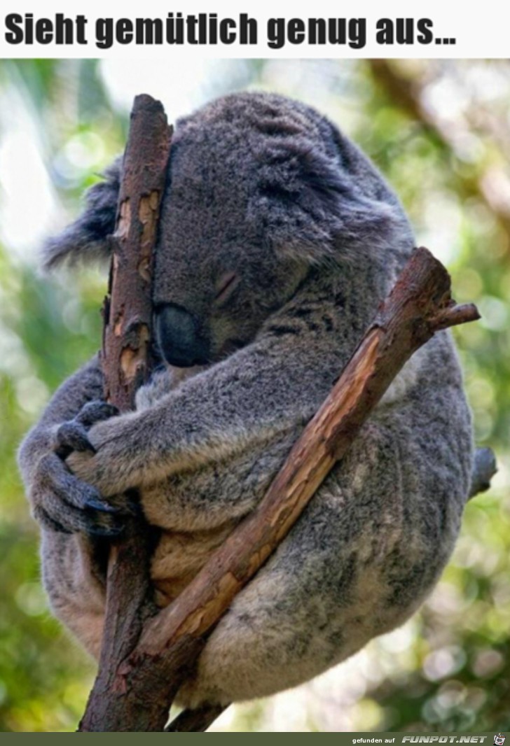 Koala beim Schlafen