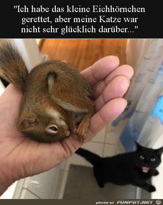 Katze freut sich nicht