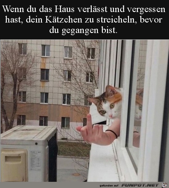 Ktzchen nicht gestreichelt