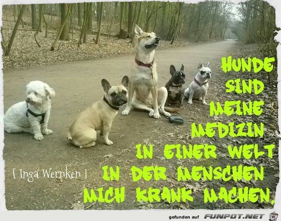 Hunde sind meine Medizin