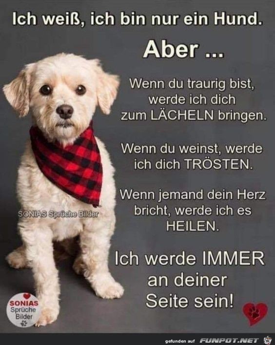 Ich wei ich bin nur ein Hund