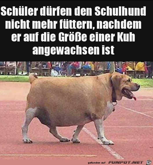 Schulhund