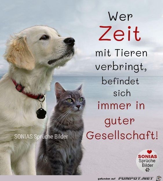 Wer die Zeit mit den hunden verbringt