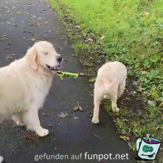 Blinden Hund ausfhren