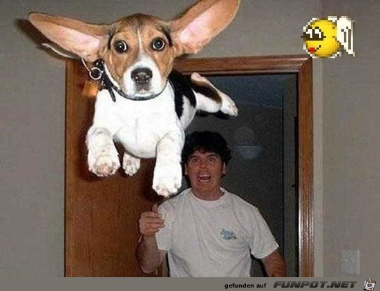 Lustige Tierbilder 1 Lustige Tierbilder 1