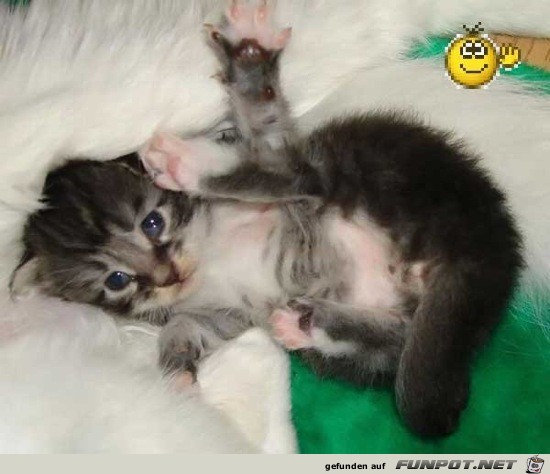 Lustige Tierbilder 3 Lustige Tierbilder 3