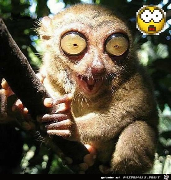 Lustige Tierbilder 4 Lustige Tierbilder 4