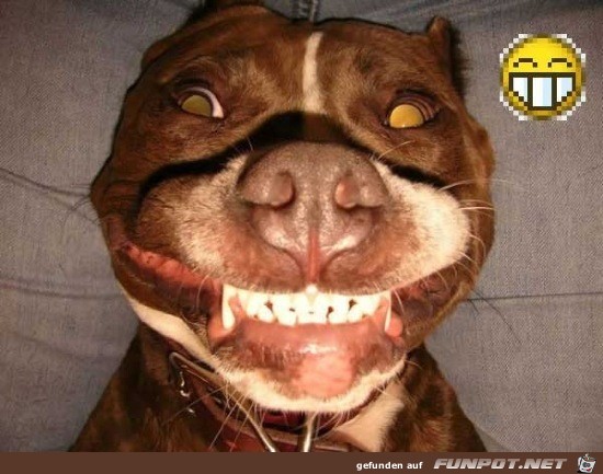 Lustige Tierbilder 5 Lustige Tierbilder 5