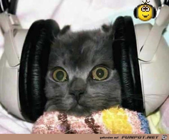Lustige Tierbilder 6 Lustige Tierbilder 6