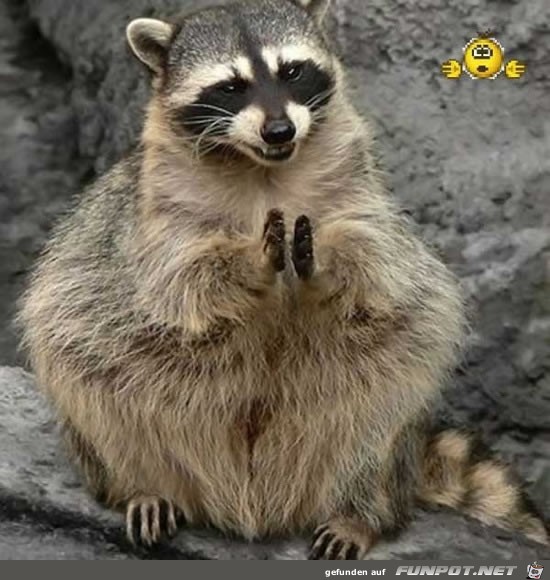 Lustige Tierbilder 7 Lustige Tierbilder 7