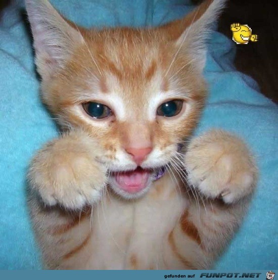 Lustige Tierbilder 8 Lustige Tierbilder 8