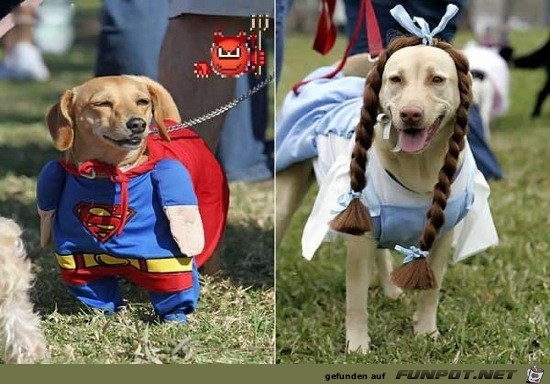 Lustige Tierbilder 9 Lustige Tierbilder 9