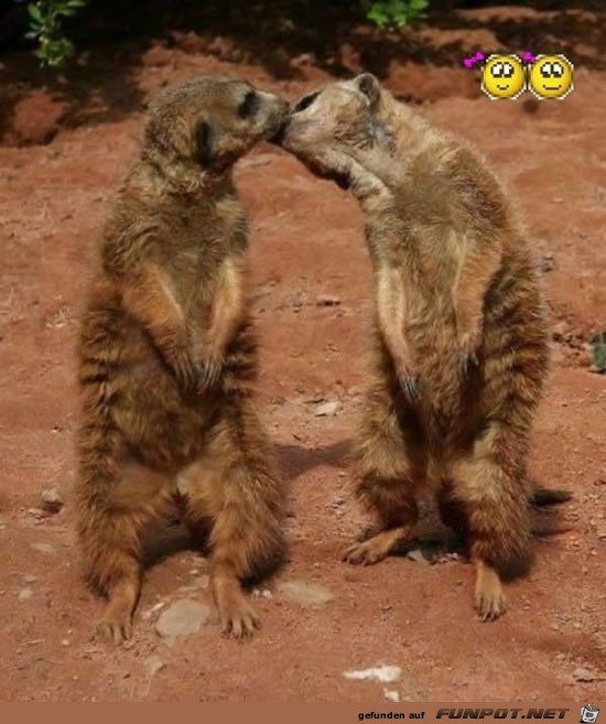 Lustige Tierbilder 10 Lustige Tierbilder 10