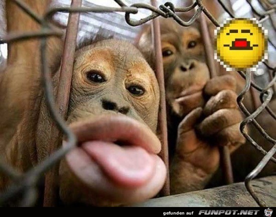 Lustige Tierbilder 11 Lustige Tierbilder 11