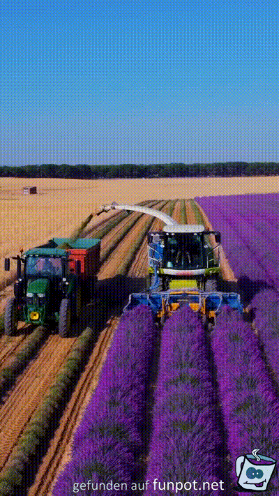 Lavendel-Ernte