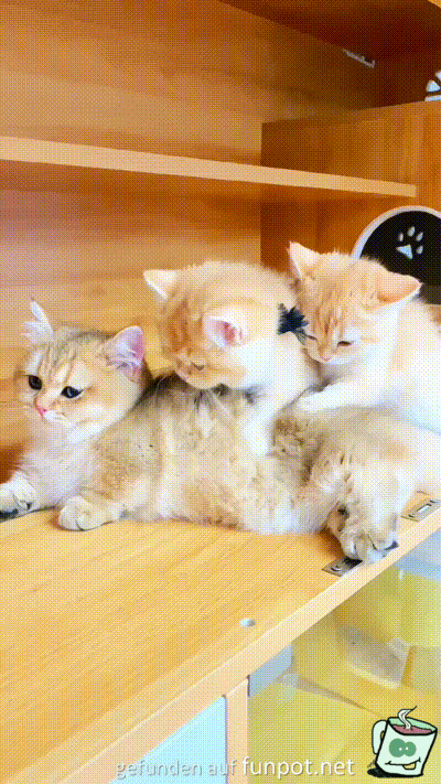 Ordentliche Katzen-Massage