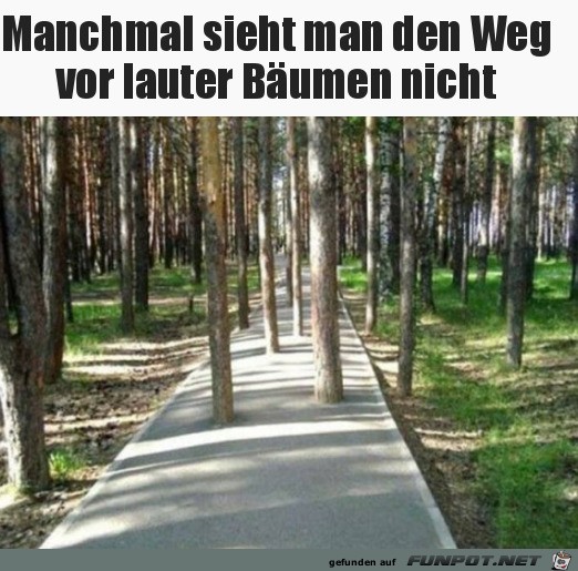 Lauter Bäume Lauter Bäume