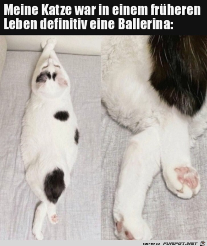 Ballerina-Katze