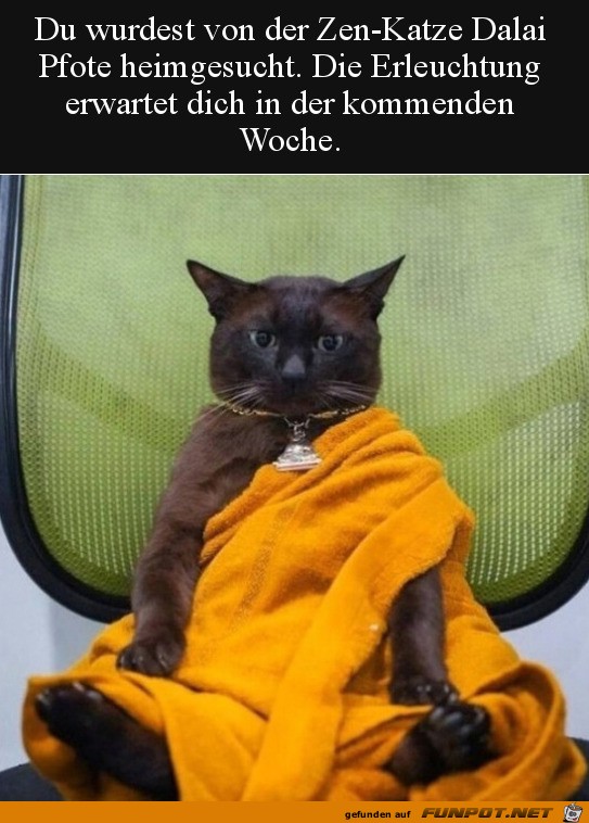 Die Zen-Katze