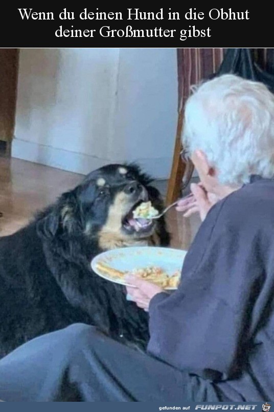 Hund bei der Oma Hund bei der Oma