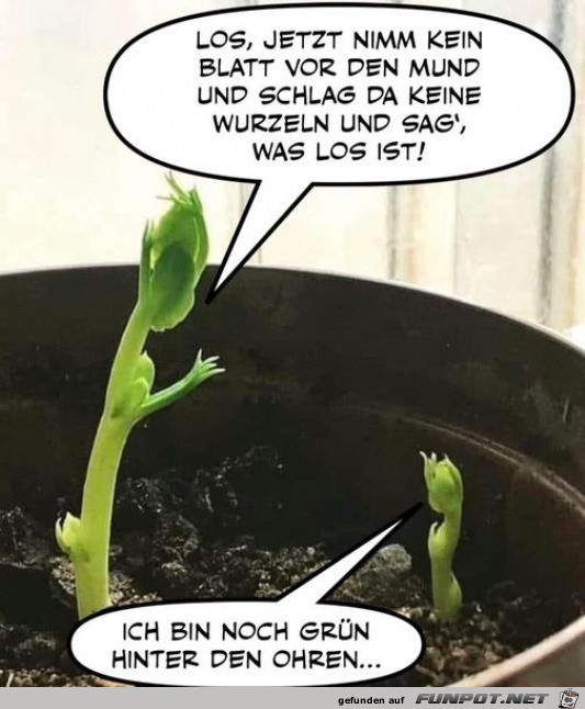 Grün hinter den Ohren Grün hinter den Ohren
