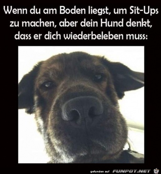 Hund ist besorgt