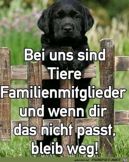 Tiere sind Familienmitglieder