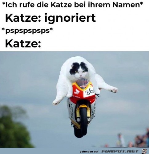 Katze kommt