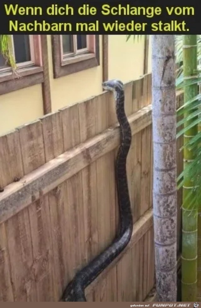 Die Schlange beobachtet dich