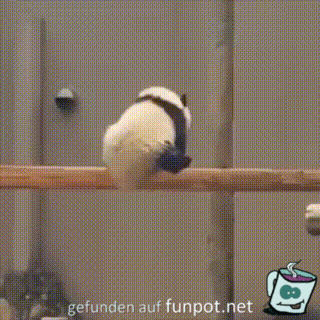 Panda hngt