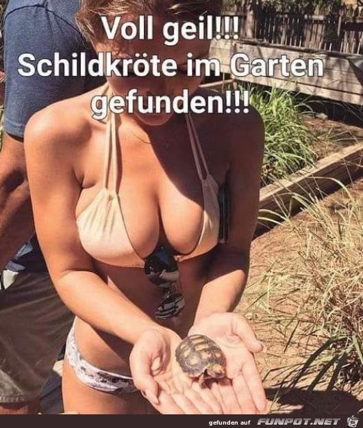 Wen interessiert die Schildkrte