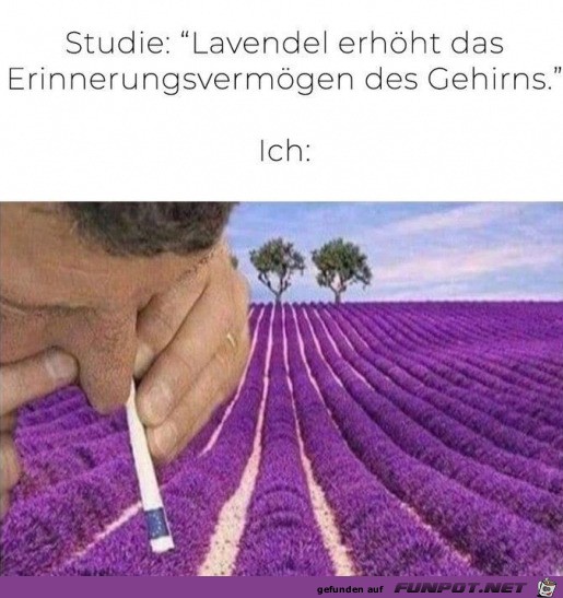 Lavendel