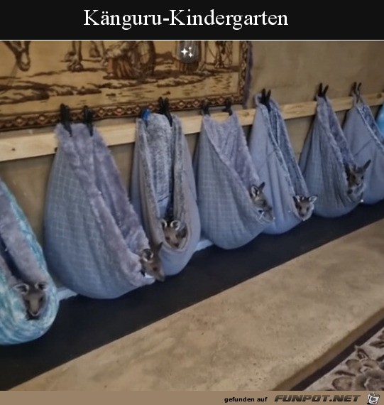 Knguru-Kindergarten