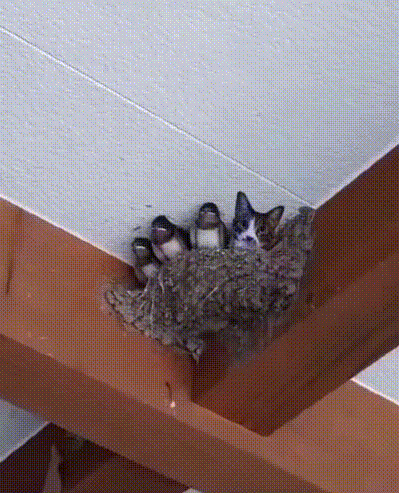 Wie ist die Katze in das Nest gekommen?